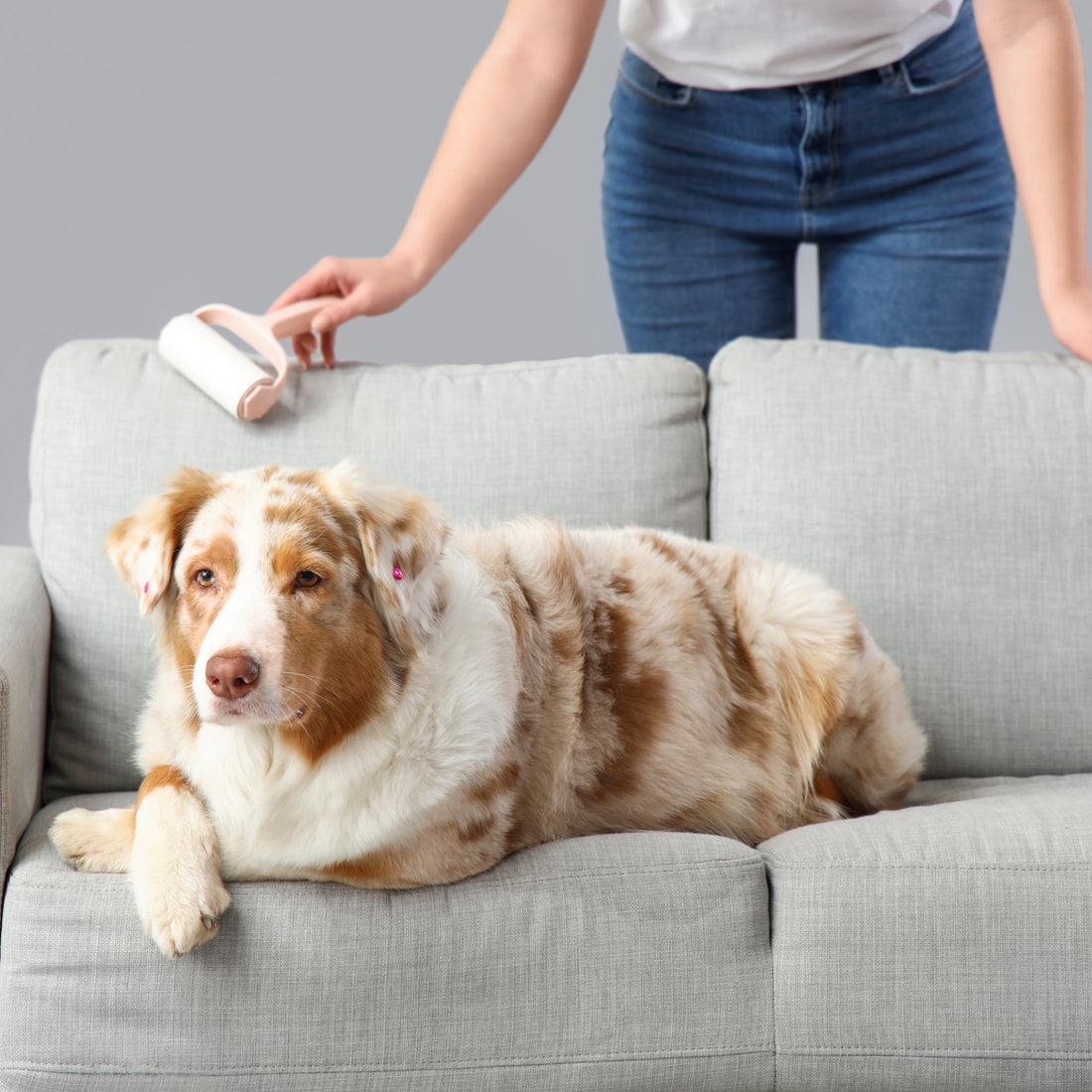 Honden- en kattenhaar uit meubels en tapijt verwijderen
